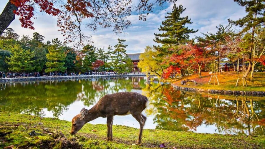Kyoto/Osaka: Nara Customizable Self-Guided Tour with Driver - Price and value: what you’re really paying for