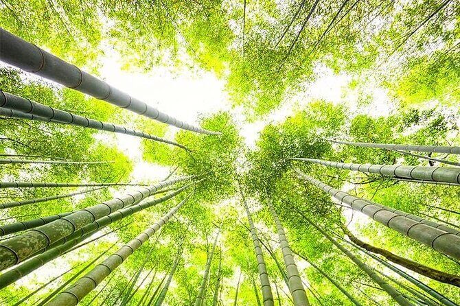 Kyoto, Osaka, Nara Private Tour by Car English Driver Guide - Osaka full-day plan: Castle, Shitennoji, Dotonbori, and city views