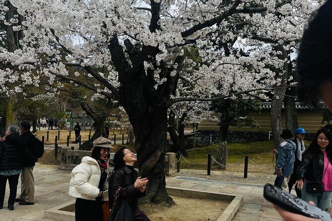 Kyoto Private & Customizable Tour with English-Speaking Driver - Arashiyama Bamboo and Kinkaku-ji Gold: timing, feel, and ticket budgeting