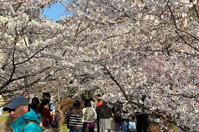 Kyoto Private & Customizable Tour with English-Speaking Driver - Higashiyama Stone Streets and Kiyomizu-dera Views