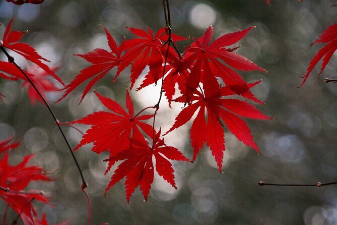 Kyoto: Private Flexible 3 hours tour with a local guide - Key things I’d plan around before you go