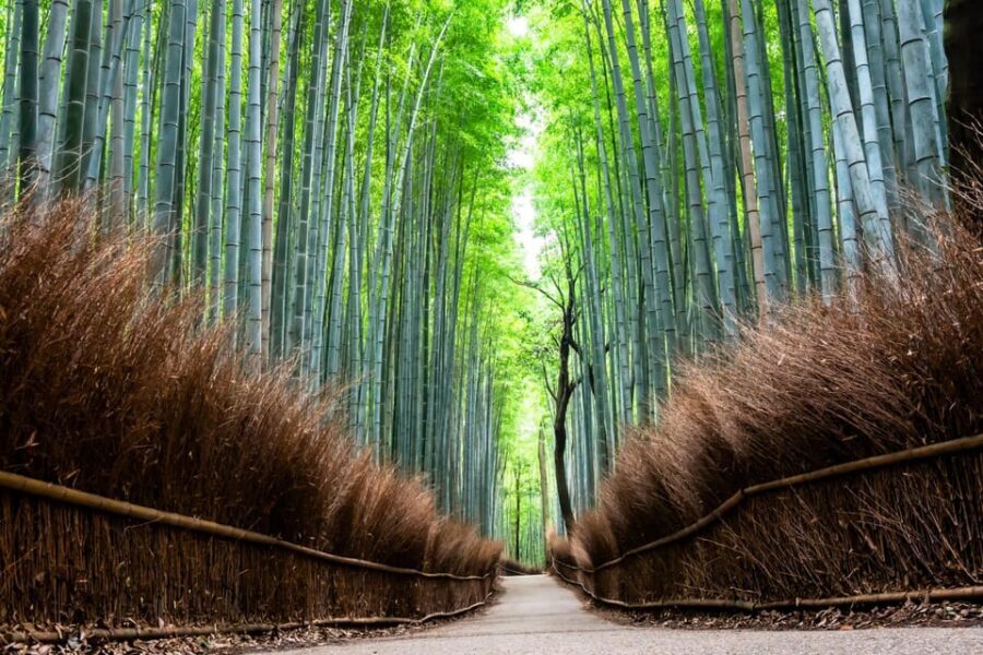 Kyoto: Private Full-Day Tour by Car - Golden Pavilion (Kinkakuji): seeing it once, seeing it well