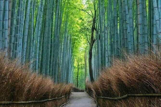 Kyoto tour 12 hours Private Nagoya pick up available - Private Kyoto Car Service From Nagoya: Why It Feels Different