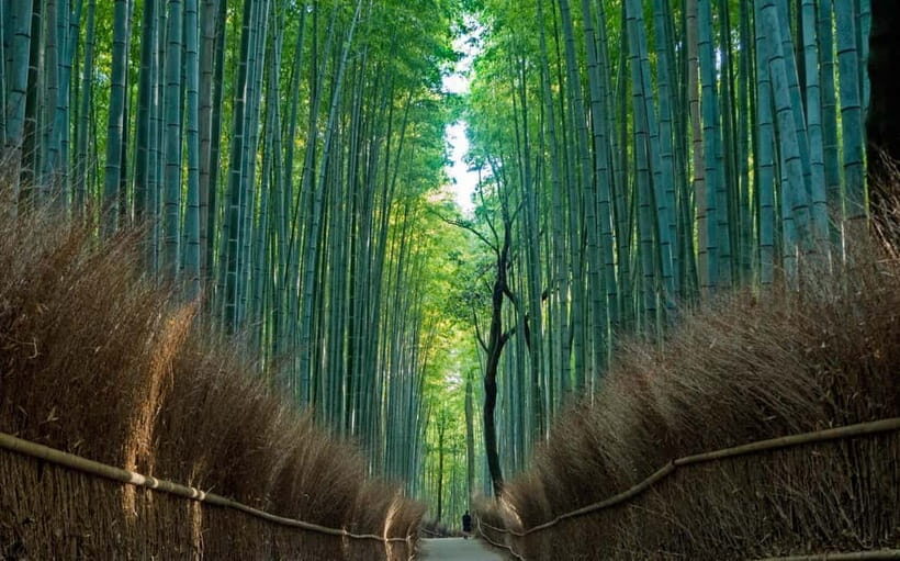 Kyoto UNESCO World Heritage Sites 1d Tour from Osaka/Kyoto - Kiyomizudera: The Wooden Stage, Otowa Waterfall, and Skyline Views