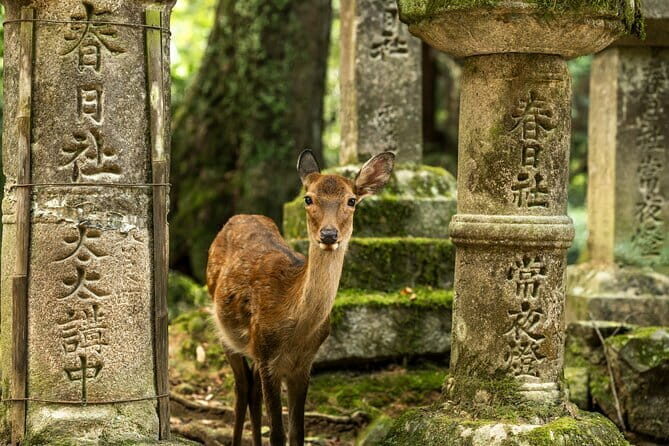 Kyoto&Nara Private Highlights Tour with English driver Pickup - Key points before you go