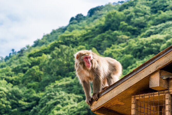 Kyoto's Top City Highlights: 2-Day Private Tour Experience - Day 2: Hozu-gawa River, Togetsu Bridge, and Monkey Park options