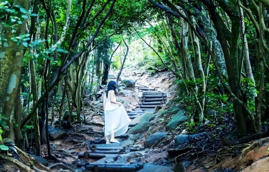 Kyushu Tour From Fukuoka: Itoshima Nature & Coastal Scenery - Totoro Forest Trail: A Shaded Walk Under Tall Trees