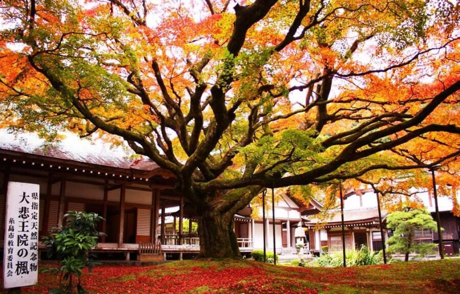 Kyushu Tour From Fukuoka: Itoshima Nature & Coastal Scenery - Fukuoka Tower: 123-Meter Bay Views to Finish Strong