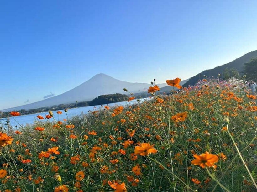 Lake Kawaguchi : Half day Private Tour with local guide - Price and value: what $64 buys you in real terms
