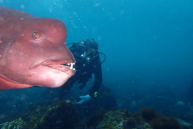 Let's enjoy Scuba diving in Izu Peninsula for certificate Diver - Key highlights Izu Oceanic Park in Ito