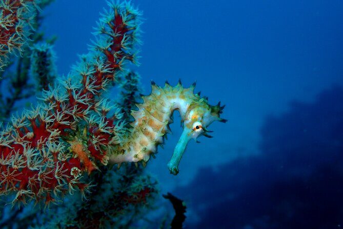 Let's enjoy Scuba diving in Izu Peninsula for certificate Diver - The 9am start and the around-6-hours rhythm