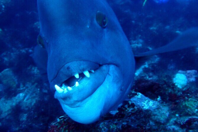 Let's enjoy Scuba diving in Izu Peninsula for certificate Diver - The actual water experience at IOP: fish you can name