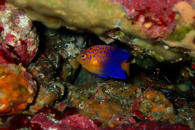 Let's enjoy Scuba diving in Izu Peninsula for certificate Diver - Itinerary reality: one main stop, lots of focused time