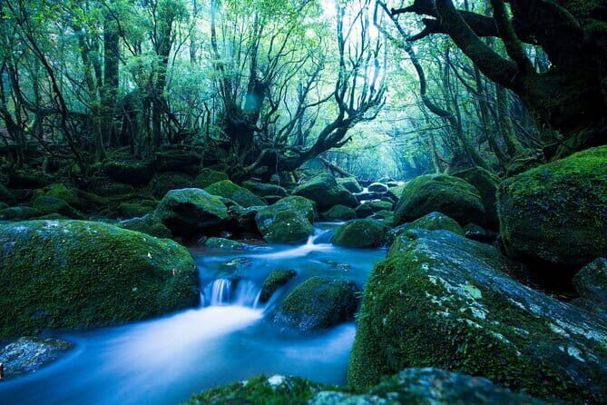 Let's swim with sea turtles in Yakushima!Snorkeling Tour - Equipment, Gear, and the $52.03 Value Math