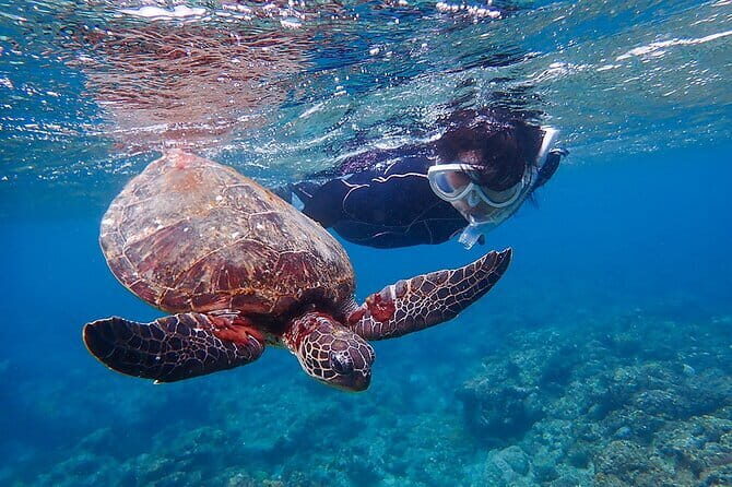 Let's swim with sea turtles in Yakushima!Snorkeling Tour - Should You Book This Sea Turtle Snorkeling Tour in Yakushima?
