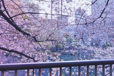 Licensed Guide Tokyo Meguro Cherry Blossom Walking Tour - Finding the guide at Naka-Meguro’s Starbucks (this matters)
