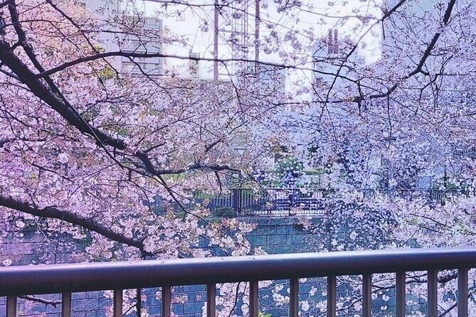 Licensed Guide Tokyo Meguro Cherry Blossom Walking Tour - Getting started at Starbucks and ending near JR Meguro