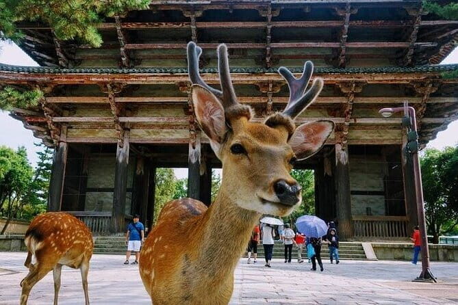 Luxury Classic Kyoto Day Tour - Private Customized Car Tour - Yasaka Shrine: finishing at a festival-rooted shrine (30 minutes)