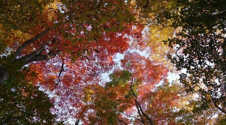 Luxury Nikko Gateway;Private Guided tour - Your Guide and Driver: The Real Difference in a Private Tour