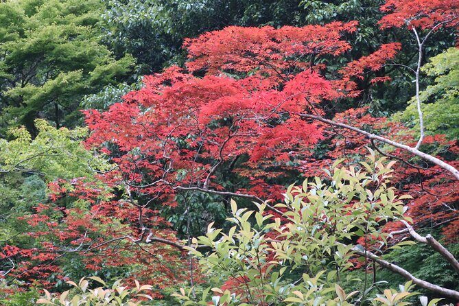 Minoh Waterfall and nature walk through the Minoh Park - Minoo Park: A Real Osaka Escape on Mostly Paved Roads