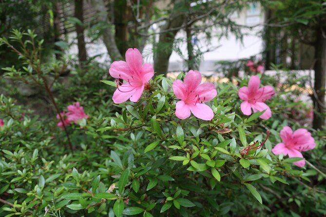 Minoh Waterfall and nature walk through the Minoh Park - Seasonal Mood: Momiji Lighting and Temple Atmosphere