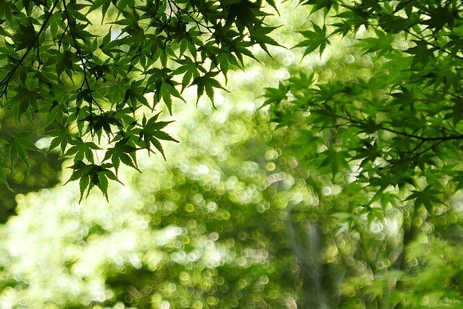 Minoh Waterfall and nature walk through the Minoh Park - Ryuanji Temple: Ascetic Buddhism and Mountain Worship