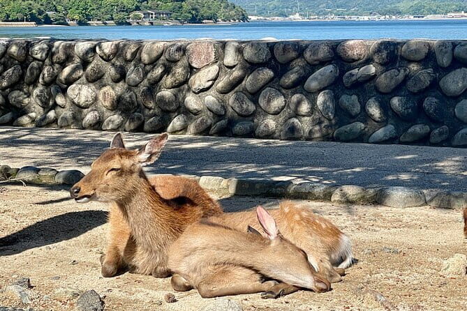 Miyajima Highlights: Itsukushima Shrine & Island Nature - Itsukushima Shrine: where the island becomes the message