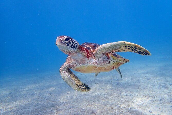 [Miyako Island/Full Day] Sea Turtle Snorkeling & SUP or Canoe - Miyakojima sea turtle snorkeling plus SUP or canoe: what you’re really buying
