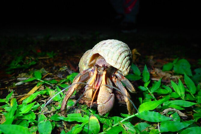 Miyako Island Jungle Night Tour and Starry Sky Viewing - Who Should Book This Night Jungle and Star Tour