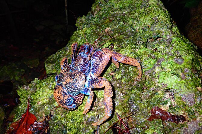 Miyako Island Jungle Night Tour and Starry Sky Viewing - Jungle Night Exploration: What You’re Actually Doing in the Dark