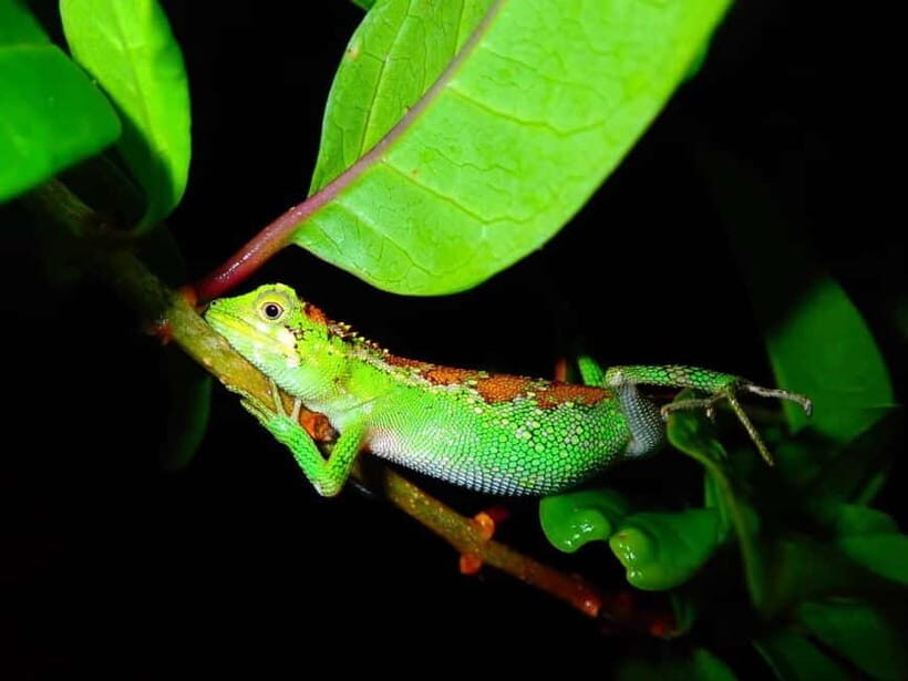 Miyako Island: Stars & Jungle Night Walking Tour - Safety and rules that keep the night enjoyable
