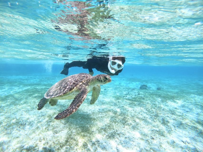 Miyako Island: SUP or Canoeing and Snorkeling Experience - Key Points You’ll Care About Before You Go