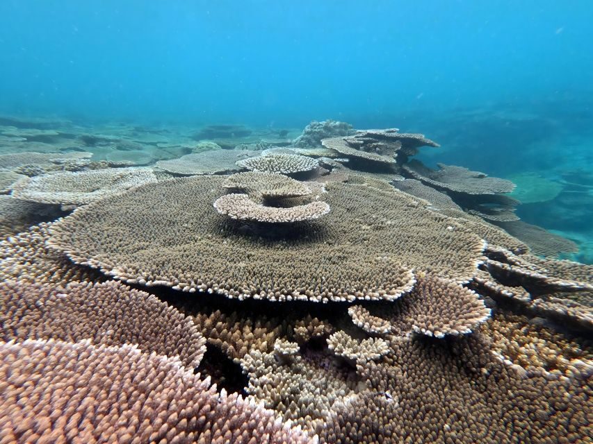 Motobu: Kayak and Snorkel Private Booking - Snorkeling you can actually enjoy: gear provided and time built in
