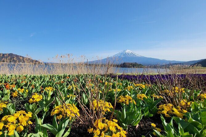 Mount Fuji Adventures Private English Tour With Hotel Pick Up - Lake Kawaguchiko and Oishi Park: the classic Fuji viewpoints
