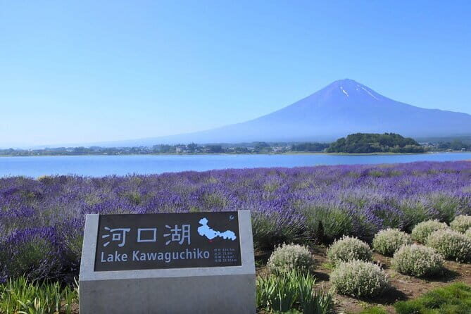 Mount Fuji Full Day Tour form Tokyo Lake Kawaguchi & Yamanaka - Lake Yamanaka: A Peaceful Start at Swan Lake