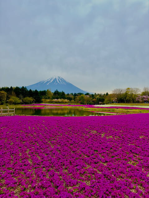 Mount Fuji Hakone with English-speaking Guide - Oshino Hakkai: Classic Ponds and Fuji Souvenirs
