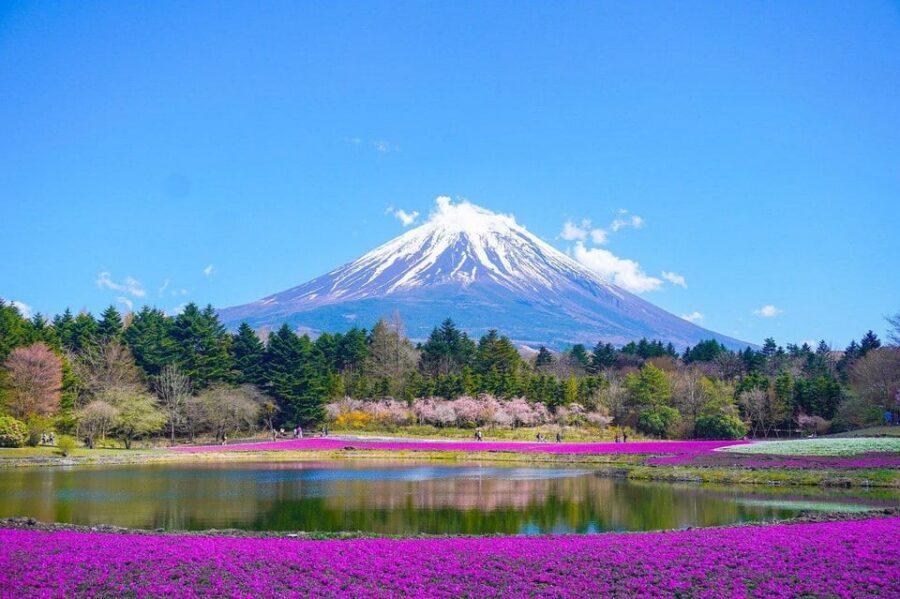 Mount Fuji - Private Tour with English Speaking Chauffeur - Lake Kawaguchiko viewpoints: Oishi Park and the lavender timing