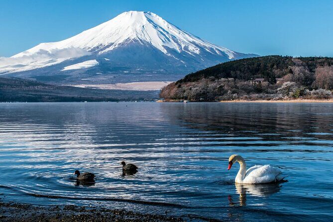 Mount Fuji Private Tour With English Speaking Driver - Oishi Park: lavender season or just the Fuji angle