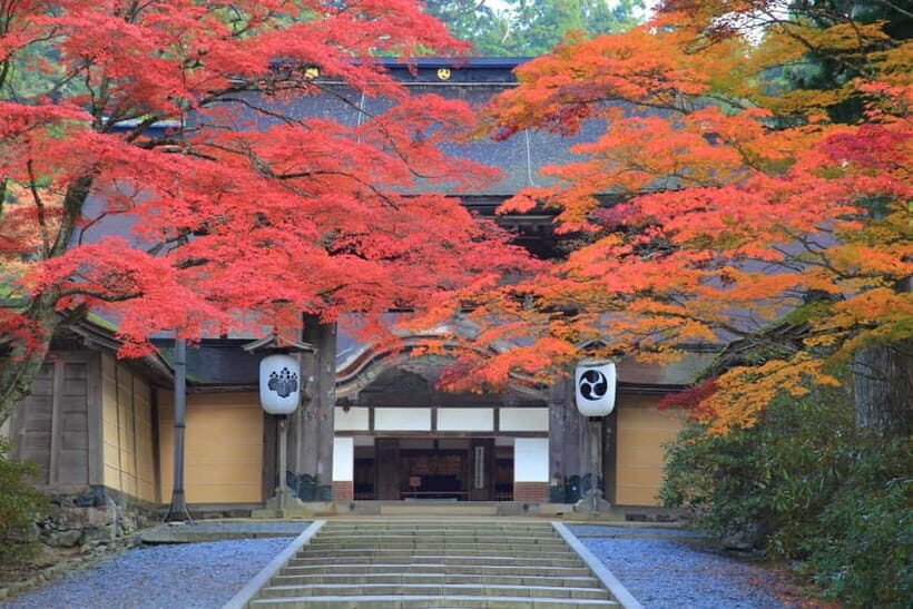 Mount Koya from Osaka: Cultural Small Group Day Tour - Okunoin Cemetery: cedar shadows and the walk to Kobo Daishi