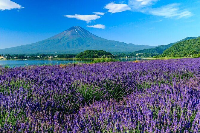 Mt. Fuji Area Tour Tokyo DEP: English Speaking Driver, No Guide - Lake Yamanaka: A Calm Fuji Backdrop for Your Photos