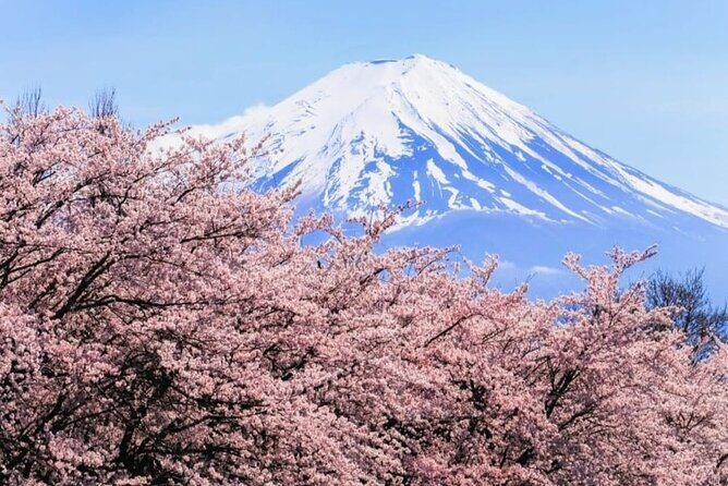 Mt. Fuji, Hakone Full-Day Private Tour with English Driver - The private driver advantage: English, pacing, and photo time