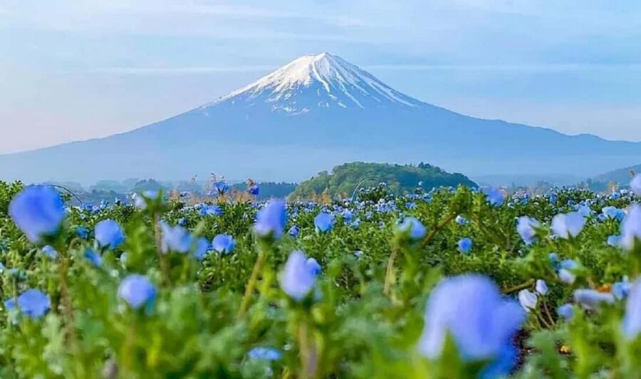 Mt. Fuji & Lake Kawaguchiko Ropeway Panorama Full-Day Tour - From Tokyo to Fuji: The Real Value of a One-Day Loop