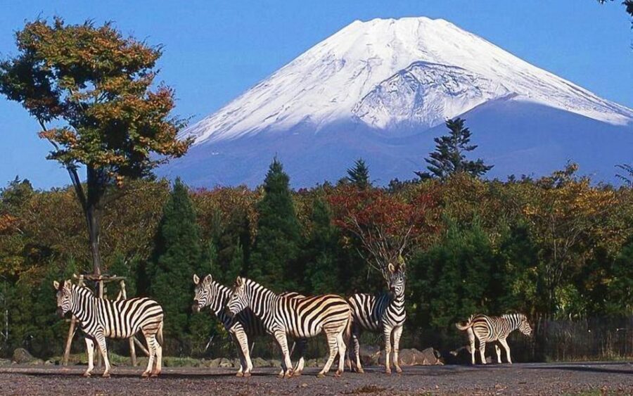 Mt Fuji : Private 10-Hour Luxury Tour by Exclusive Car - Your Mt. Fuji Day Plan: Photo Stops, Timing, and a Relaxed Pace