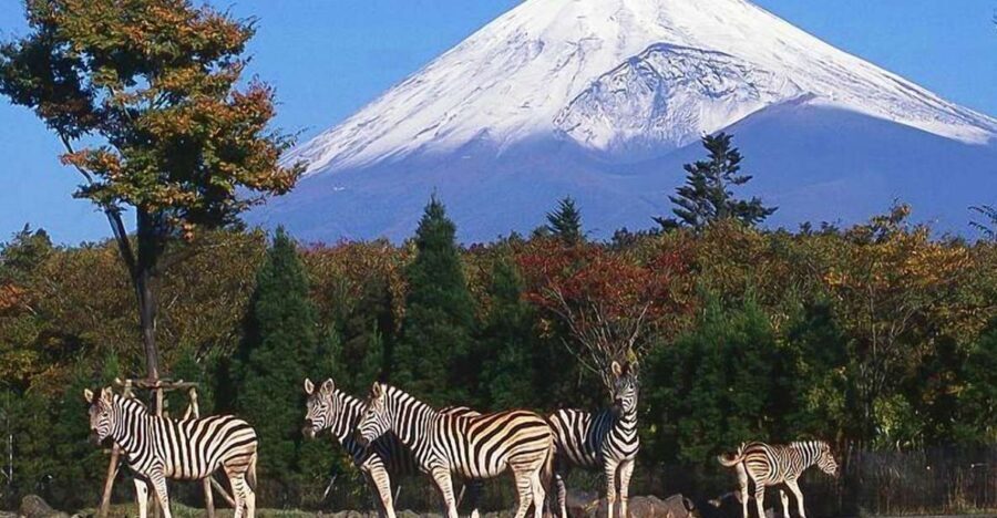 Mt Fuji : Private 10-Hour Luxury Tour by Exclusive Car - The Toyota Alphard Difference: Comfort You’ll Feel Long Before Fuji