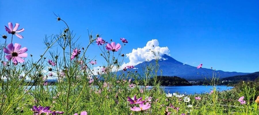 Mt. Fuji Private Tour With Hotel Pick Up From Tokyo - Key highlights to know before you go