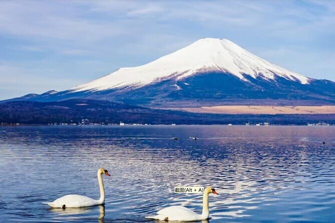 Mt. Fuji to Lake Kawaguchi, Lake Yamanaka and Onsen Day Tour - Arakurayama Sengen area again: finishing with another Fuji-facing viewpoint