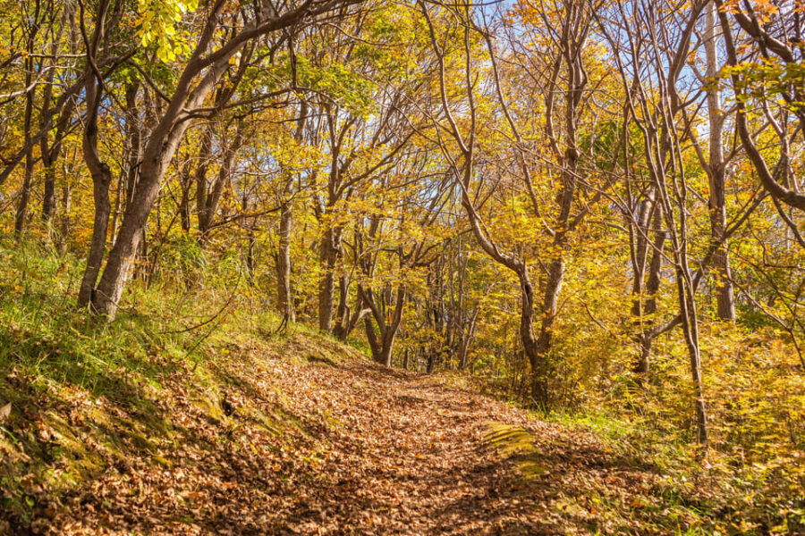 Mt. Usu: Hike to the crater and see the stunning Lake Toya! - Price and Value: Why $161 Can Be Fair Here