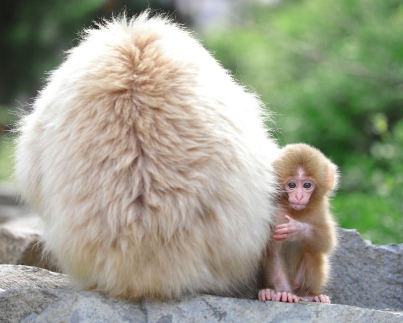 Nagano: 1-Day Snow Monkey & Cherry Blossom Tour in Spring - From Nagano Station to Jigokudani: How the Day Gets Going
