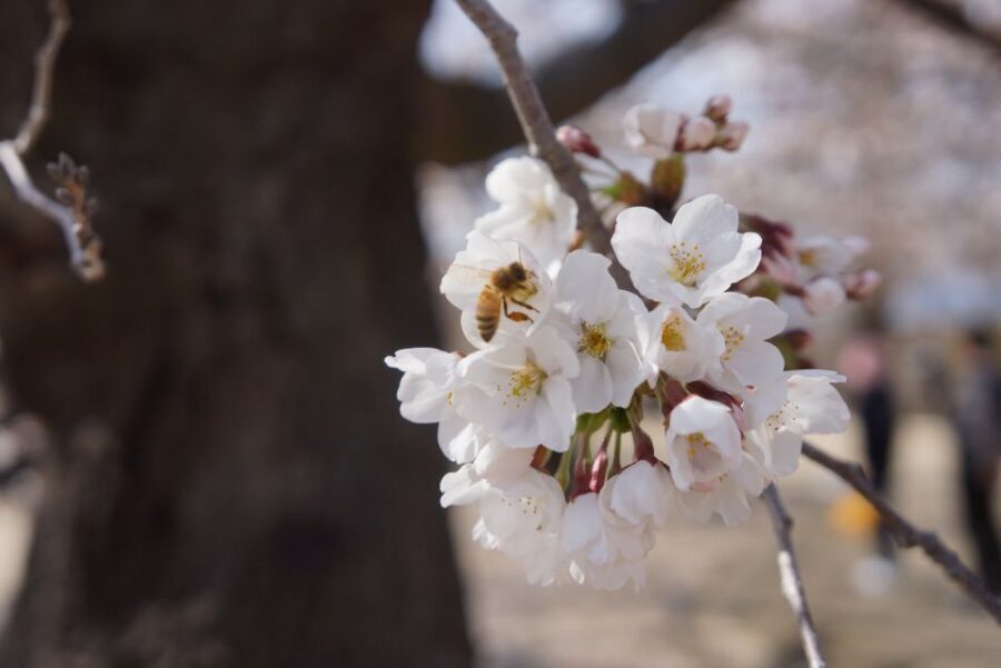 Nagano: 1-Day Snow Monkey & Cherry Blossom Tour in Spring - The Walk to the Park: Plan for “It Feels Longer Than It Looks”