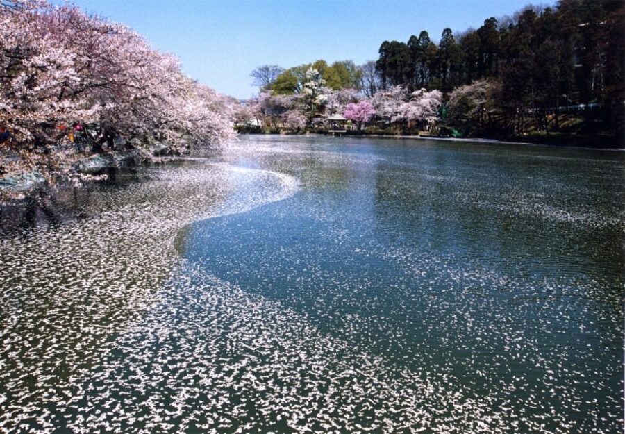 Nagano: 1-Day Snow Monkey & Cherry Blossom Tour in Spring - If Blossoms Aren’t Ready: Zenko-ji Temple and Sake Tasting